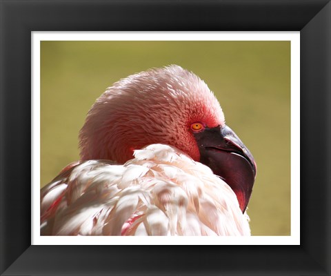 Framed Flamingos Face Close Up Print