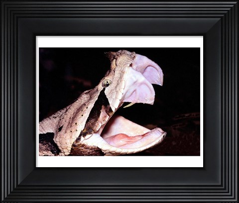 Framed Gabon Viper Fangs Print