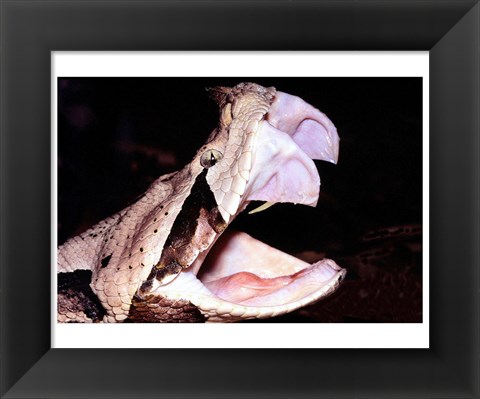 Framed Gabon Viper Fangs Print