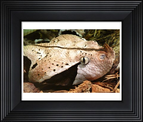 Framed Gabon Viper Head Print