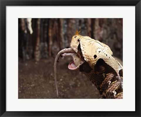 Framed Gaboon Viper Rhinoceroceros Print