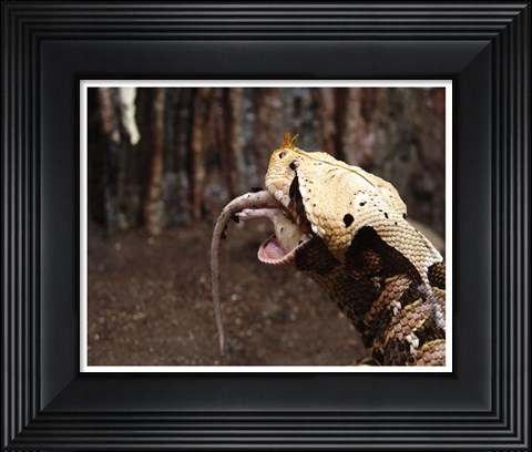Framed Gaboon Viper Rhinoceroceros Print