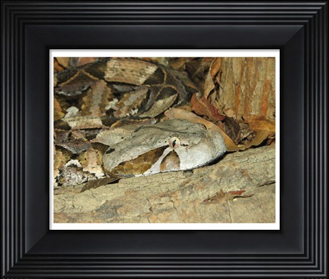 Framed Gaboon Viper Print