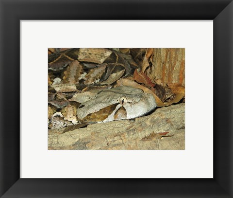 Framed Gaboon Viper Print