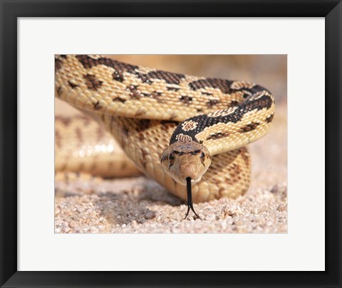 Framed Gohper Snake Print