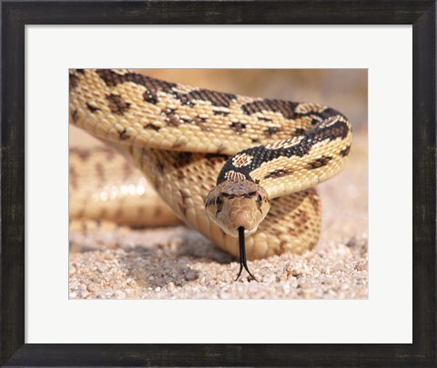 Framed Gohper Snake Print