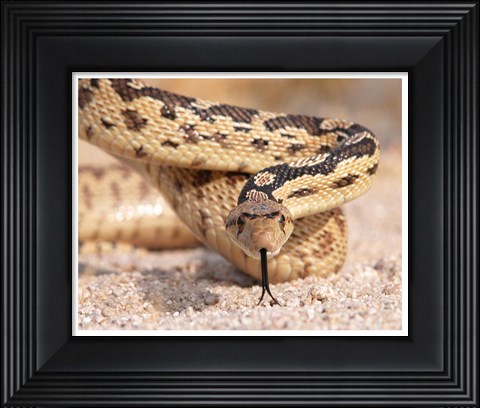 Framed Gohper Snake Print
