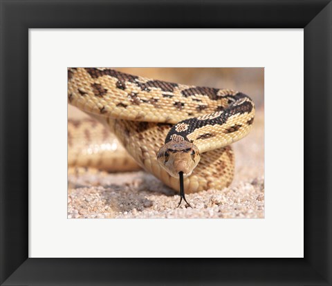 Framed Gohper Snake Print