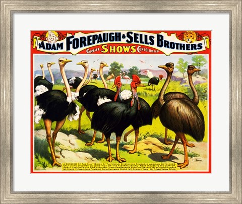 Framed Great Birds of the World, Poster 1898 Print