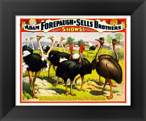 Framed Great Birds of the World, Poster 1898 Print