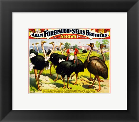 Framed Great Birds of the World, Poster 1898 Print