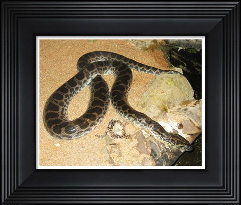 Framed Green Anaconda Print