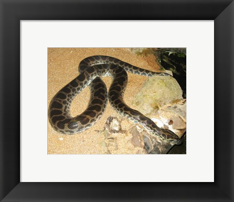 Framed Green Anaconda Print