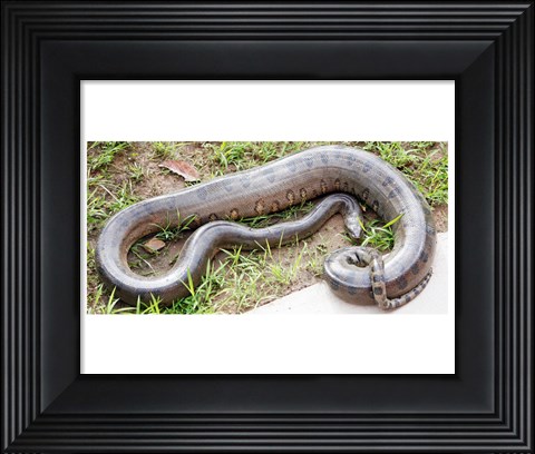Framed Green Anaconda Print