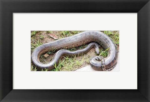 Framed Green Anaconda Print