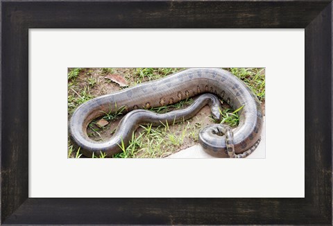 Framed Green Anaconda Print