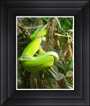 Framed Green Mamba Print