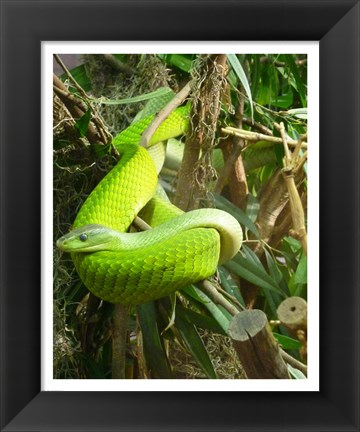 Framed Green Mamba Print