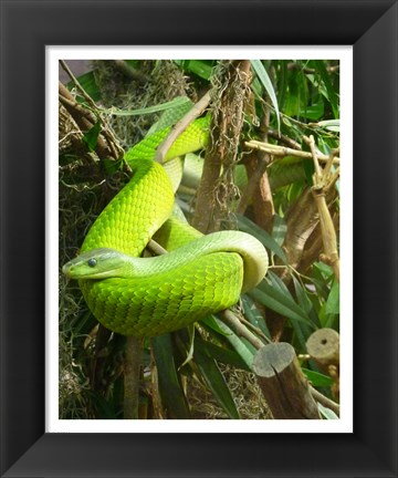 Framed Green Mamba Print