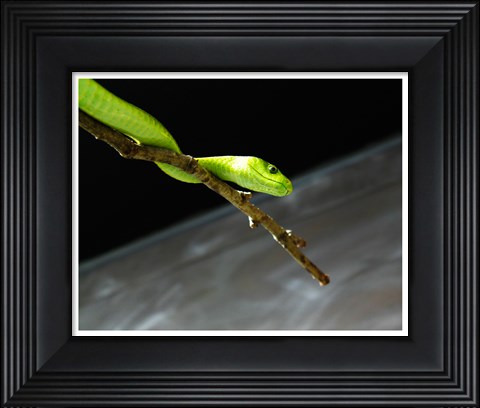 Framed Green Mamba On Branch Print