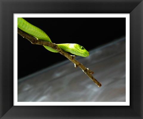 Framed Green Mamba On Branch Print