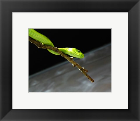 Framed Green Mamba On Branch Print