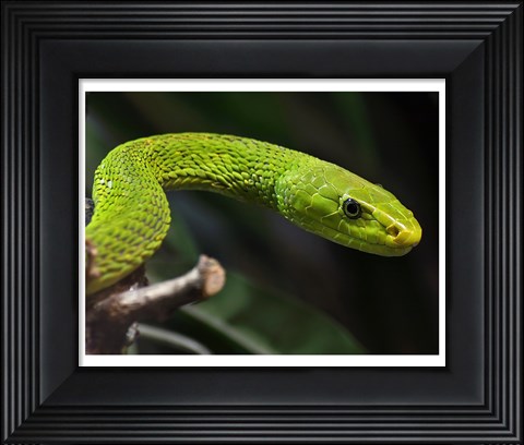 Framed Green Mamba Closeup Print