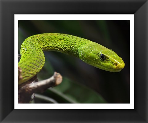 Framed Green Mamba Closeup Print