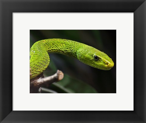 Framed Green Mamba Closeup Print