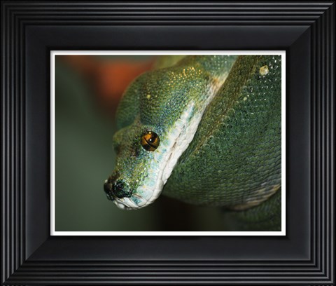 Framed Green Tree Python Print