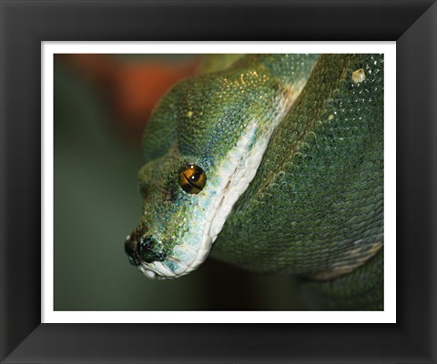Framed Green Tree Python Print