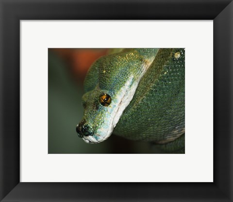 Framed Green Tree Python Print