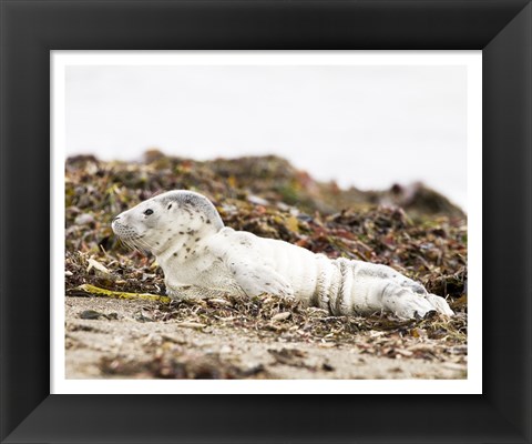 Framed Harbor Seal Pup Print