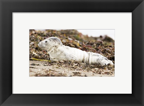 Framed Harbor Seal Pup Print