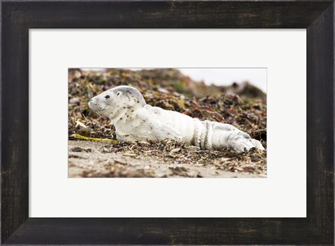 Framed Harbor Seal Pup Print