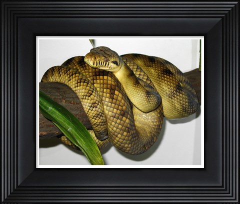 Framed High-Yellow Scrub Python Morelia Amethistina Print