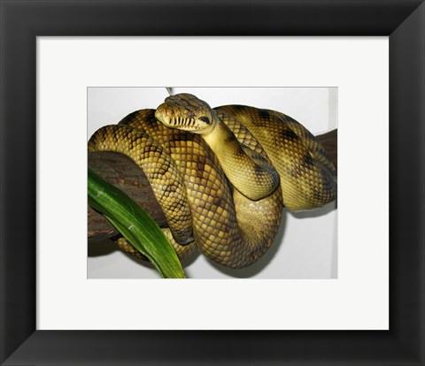 Framed High-Yellow Scrub Python Morelia Amethistina Print