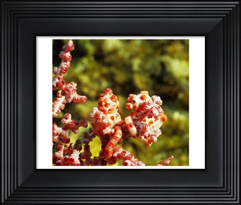 Framed Hippobarg Couple Print