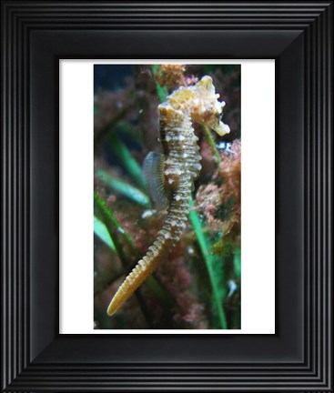Framed Hippocampe de Mareis Print