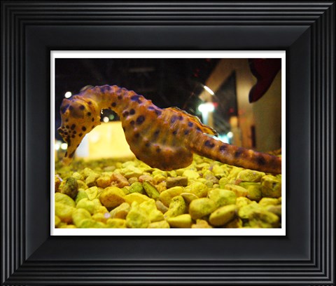 Framed Hippocampus Abdominalis Aquarium Finisterrae Print