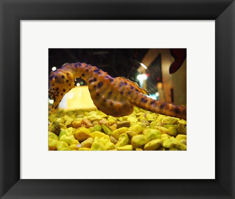 Framed Hippocampus Abdominalis Aquarium Finisterrae Print