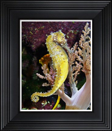 Framed Hippocampus Barbouri Print