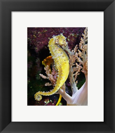 Framed Hippocampus Barbouri Print