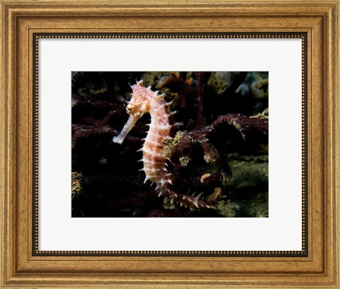 Framed Hippocampus Histrix (Beige Thorny Seahose) Print