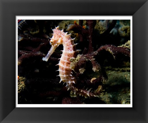 Framed Hippocampus Histrix (Beige Thorny Seahose) Print