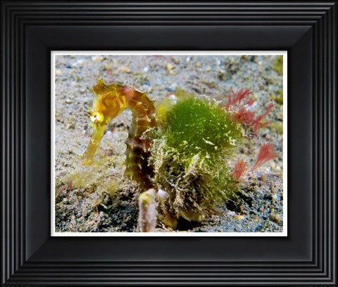 Framed Hippocampus Histrix (Juvenile Thorny Seahorse) Print