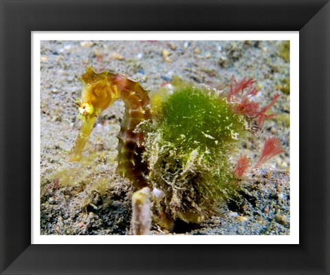 Framed Hippocampus Histrix (Juvenile Thorny Seahorse) Print