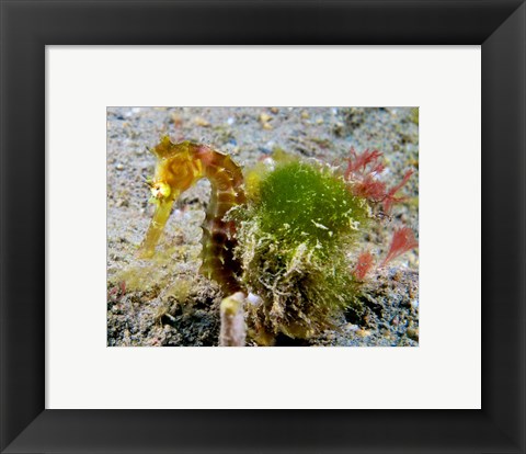 Framed Hippocampus Histrix (Juvenile Thorny Seahorse) Print