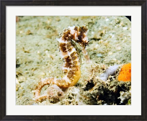 Framed Hippocampus Histrix (Thorny seahorse) Print