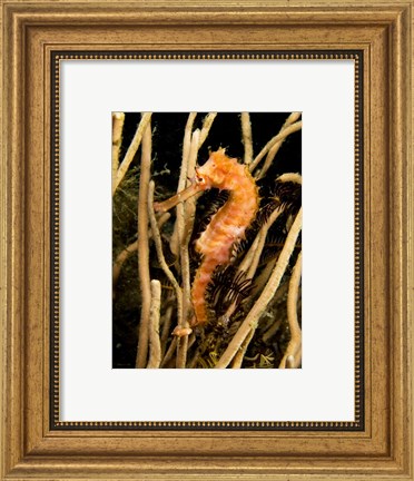 Framed Hippocampus Hystrix (Spiny Seahorse) Print